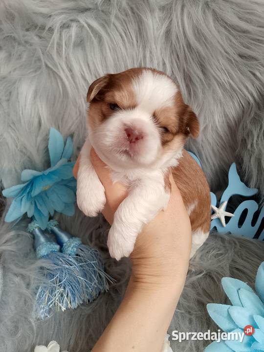 Piękny pies rasy ShihTzu Namysłów