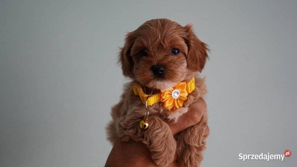 Suczka Maltipoo Brzozie