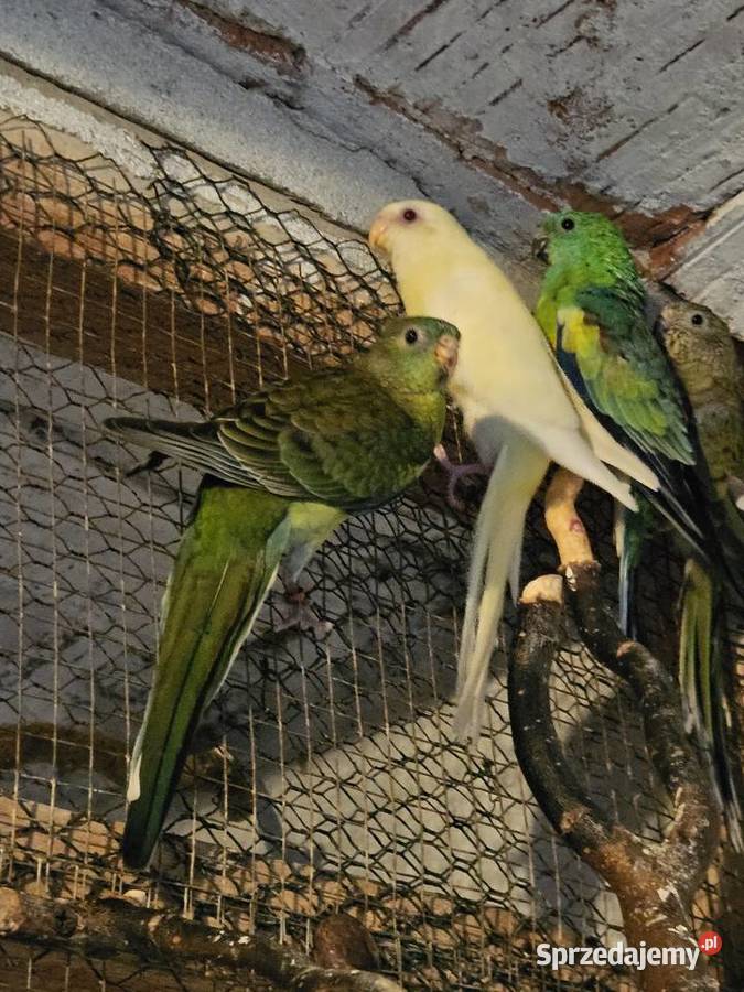 Sprzedam świergotki Koźminek