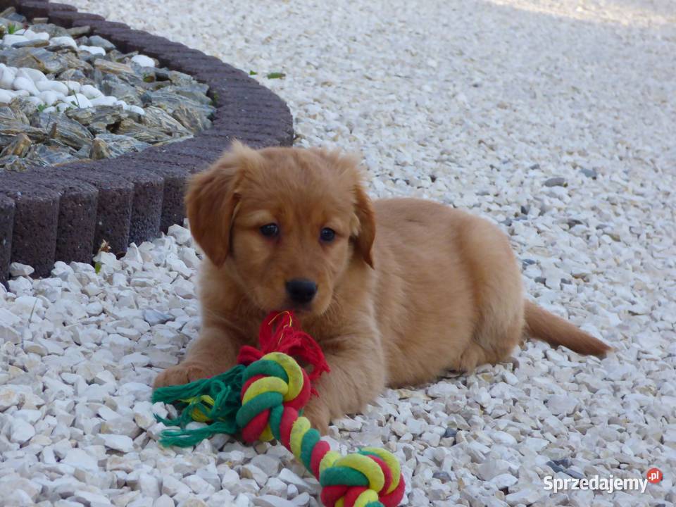 Szczeniaki Golden retriever Kielce