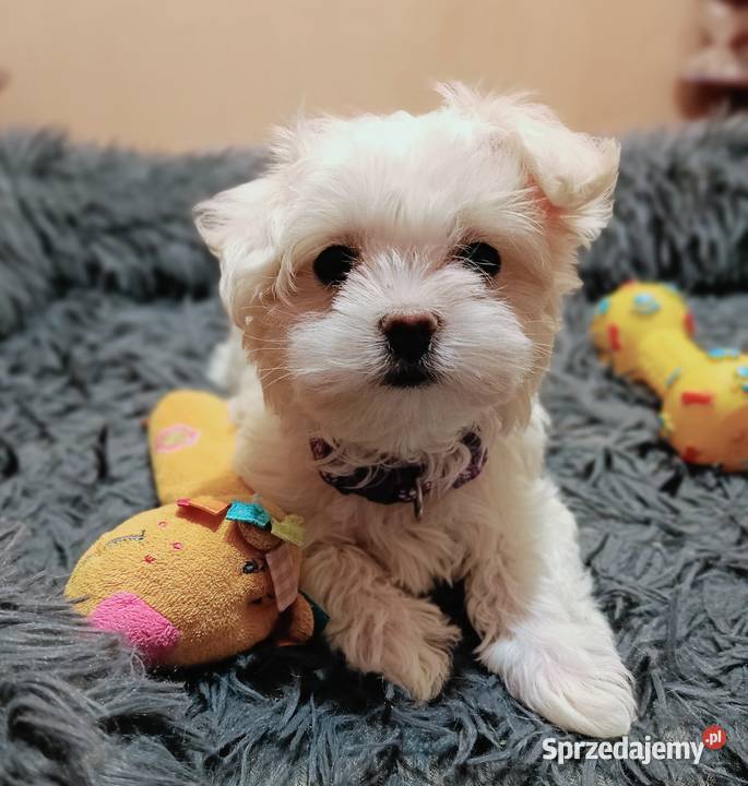 Maltańczykśliczna malutka sunia Warszawa sprzedam