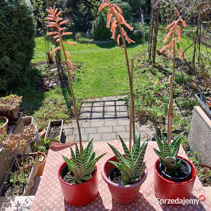 Kaktus Pstry Tygrysi Aloe Variagata kwitnie Nowy Sącz sprzedam