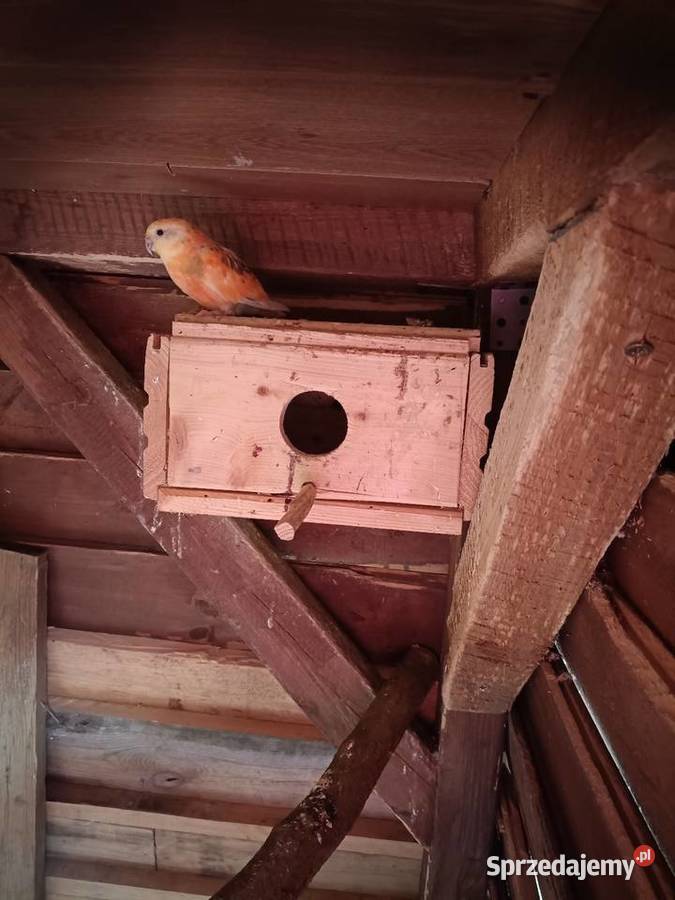 Para świergotek sprzedam