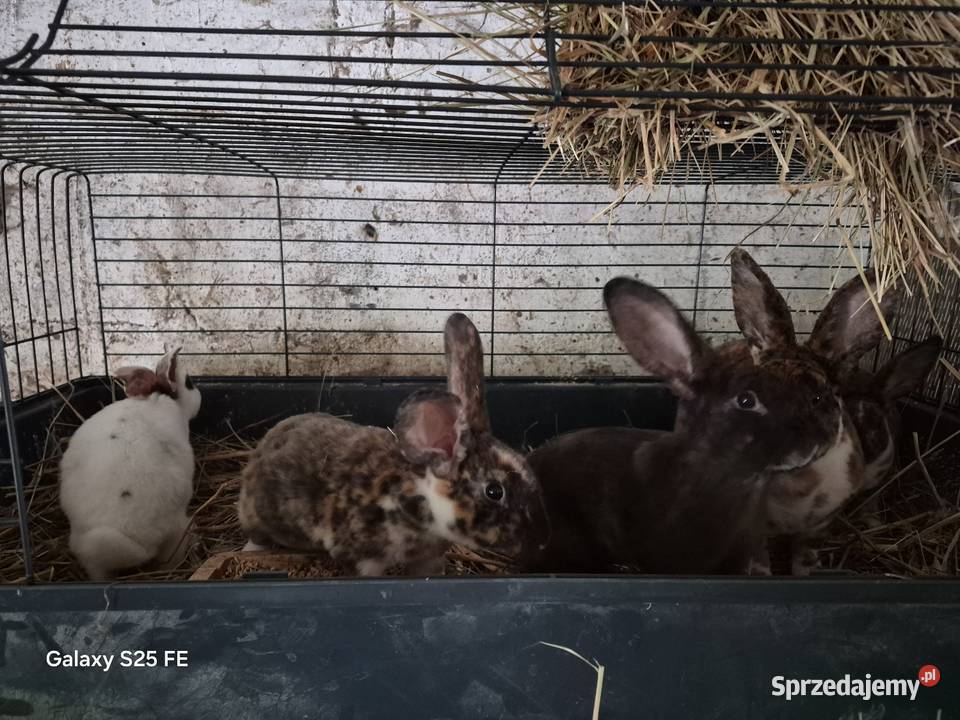 Króliki rex trójbarwny Dylągowa