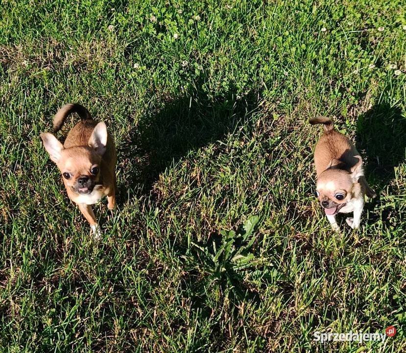 Przepiękna Laleczka Chihuahua Gotowa Do Odbioru Ciszkowo