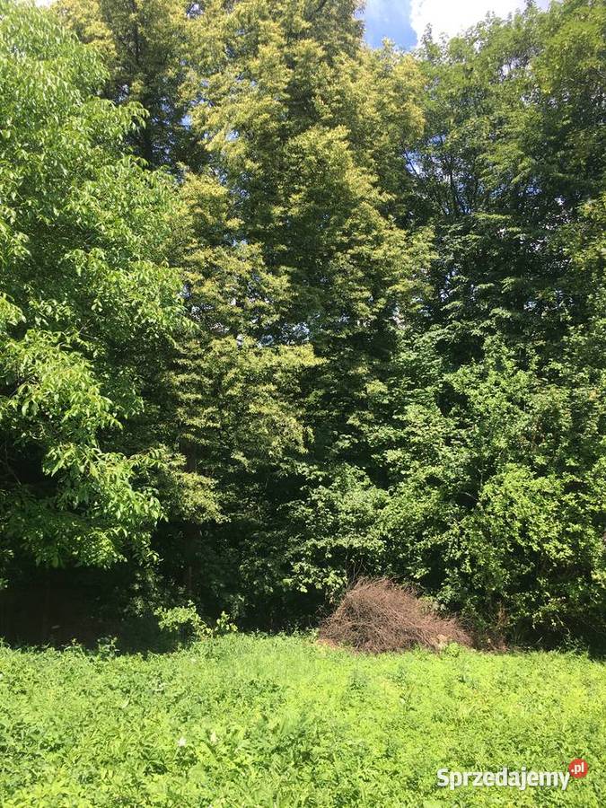 Działka budowlana z prywatnym lasem 18 arów 231zł/m2 małopolskie Rybna