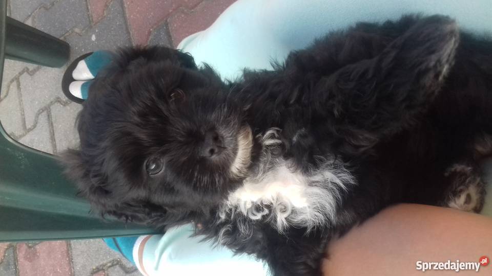 śliczne małe pieski mazowieckie