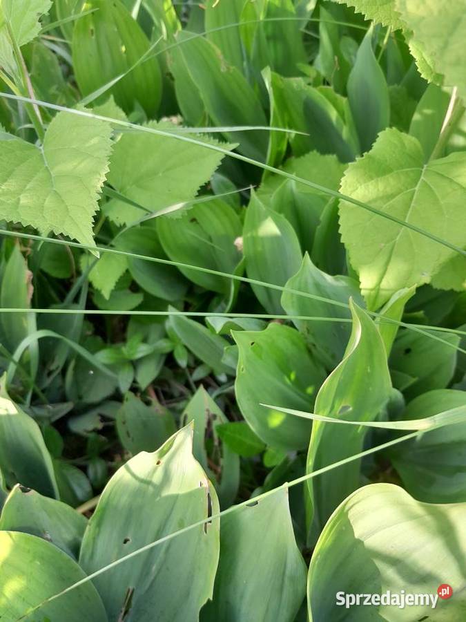 Konwalia Majowa Sadzonki Kłącza 5 małopolskie