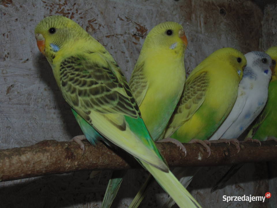łekówki turkusowe zeberki gołąbki diamentowe sprzedam