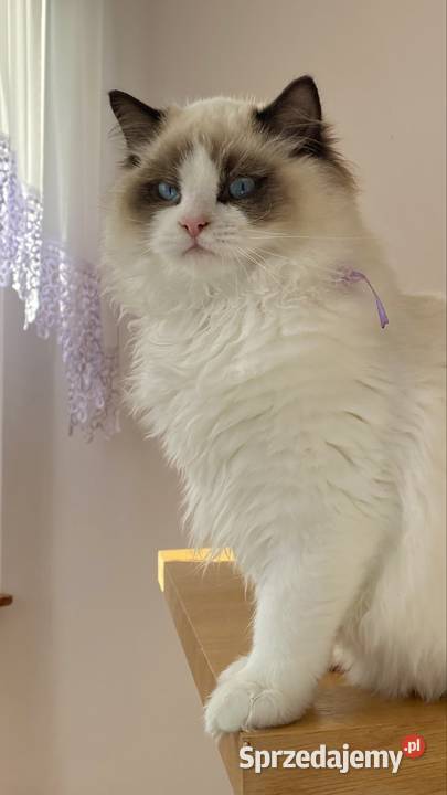 Kocurek Ragdoll gotowy do przeprowadzki śląskie Tychy