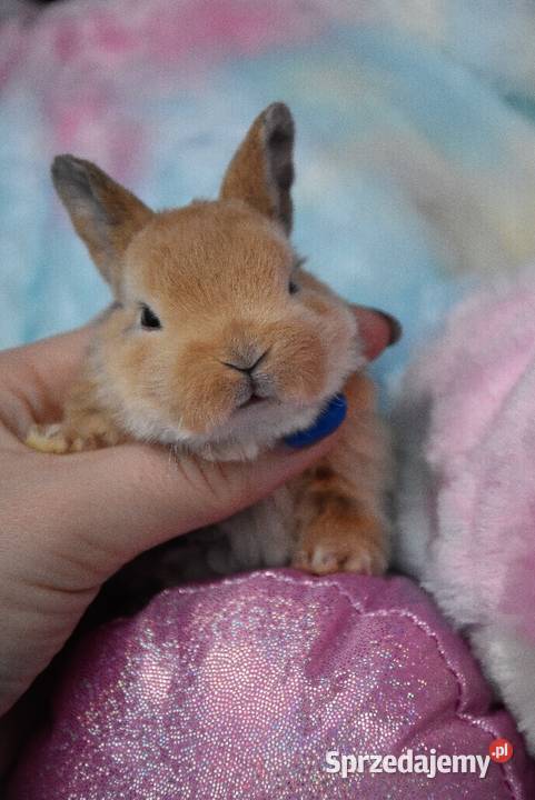 Karzełek rex króliki karzełki Mini Lipno