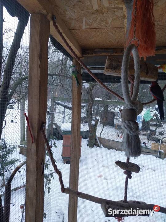 Papugi faliste Mnichy alexandretty i rozelle Ptaki Mszczonów