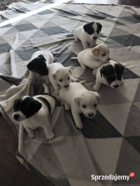 Jack Russell Terrier Łowce