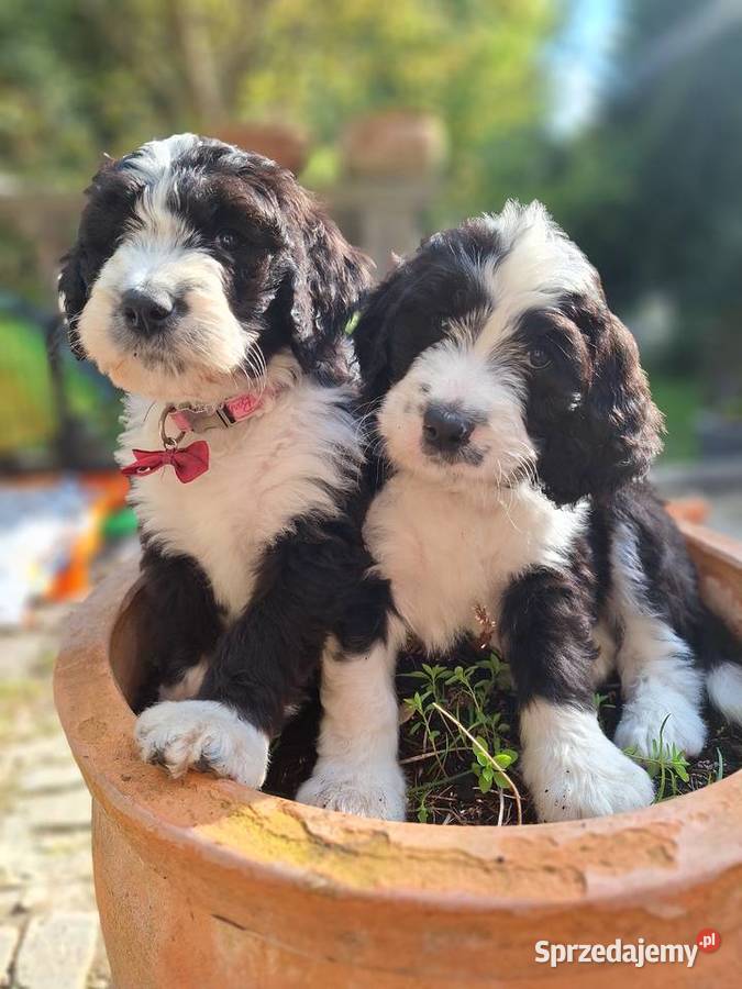 BernedoodleRodzice FCI inteligentny puchaty Chyliczki
