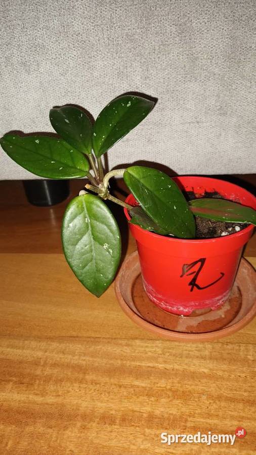 Hoya hoja 2 roślina rosnąca Warszawa