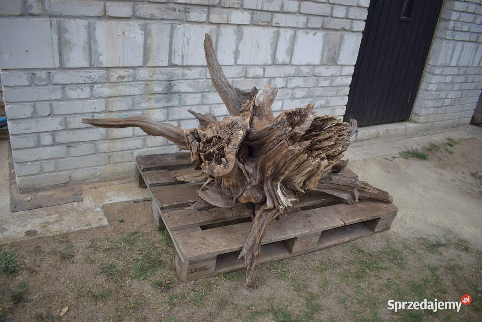 Korzeń ozdobny do ogrodu Pozostałe Połaniec