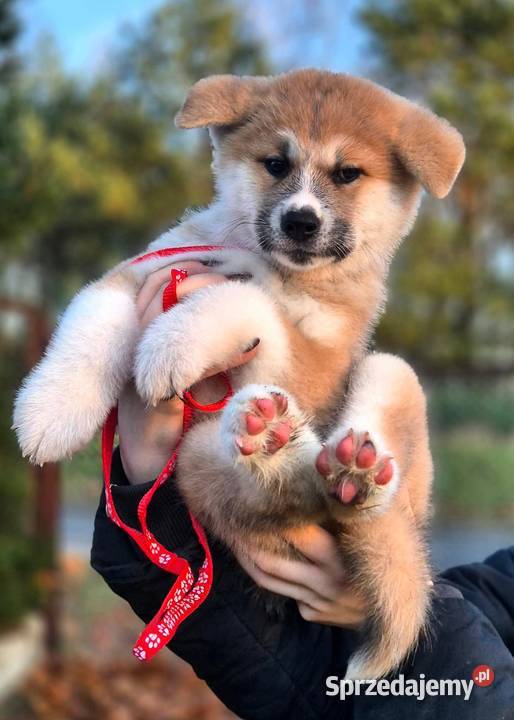 Akita Inu Japońska szczeniak rodowód ZKwPFCI Turowo