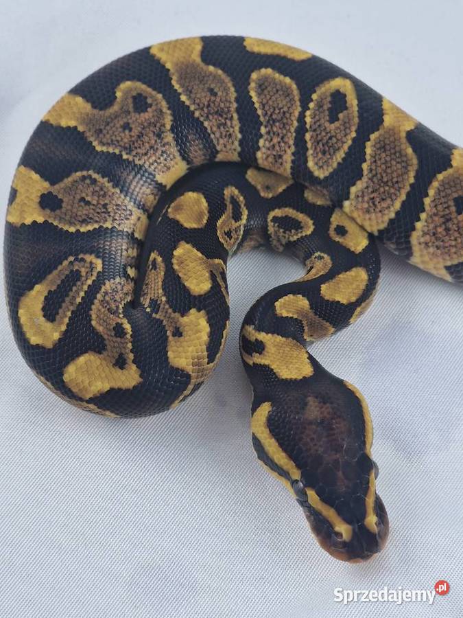 Wąż pyton królewski python regius samica Wrocław