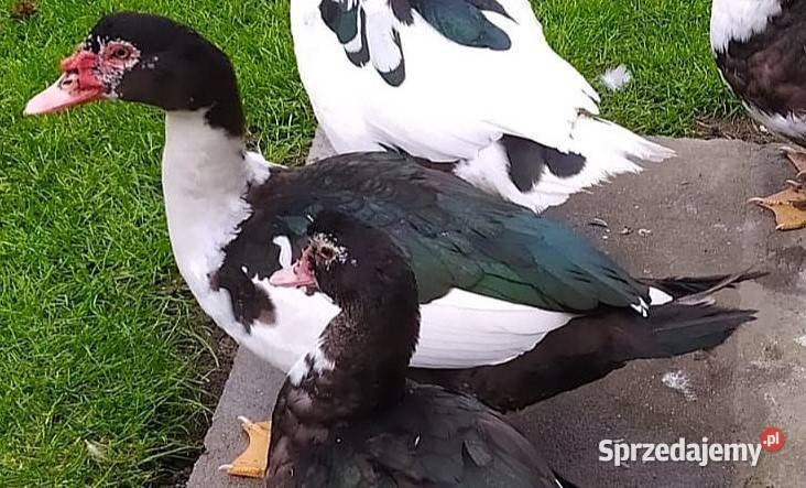 Kaczory dworka piżmowy staropolski biegus