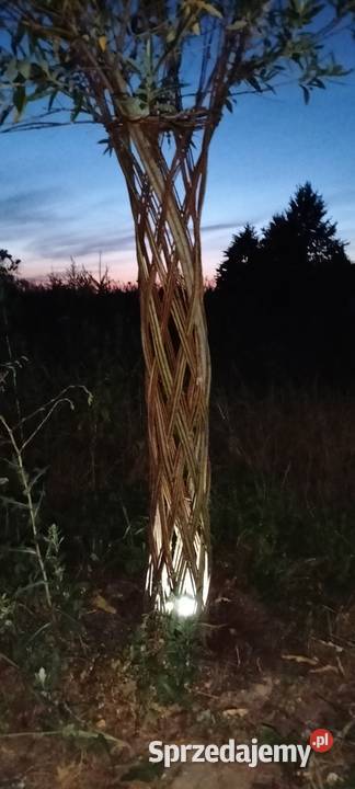 Wierzba pleciona Mszczonów mazowieckie