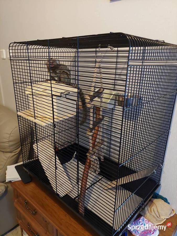 Małpka Marmozeta Białoucha