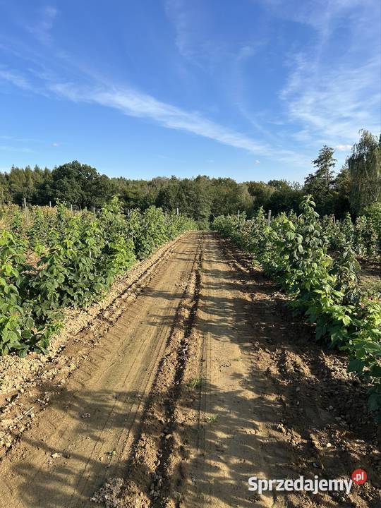 Sadzonka maliny jesiennej Tarnów