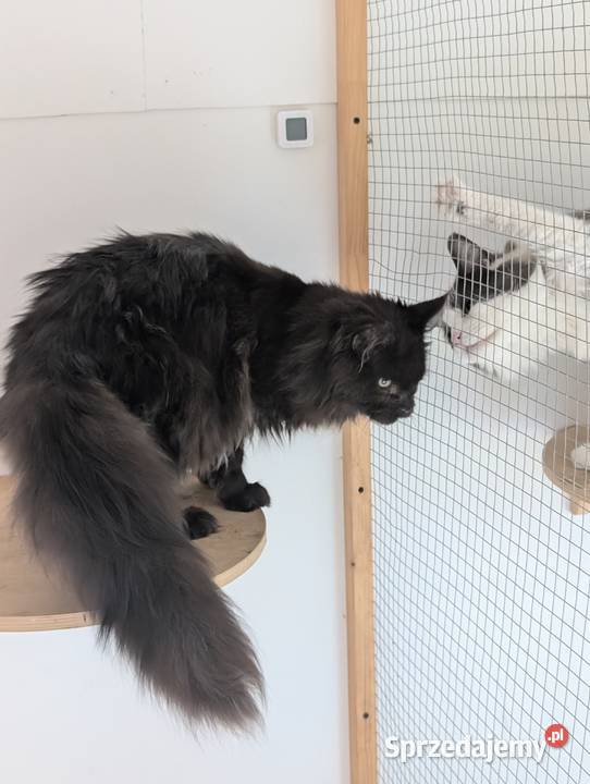 Flavio kocurek Maine Coon Adopcja płatna Maine Coon Pszczyna