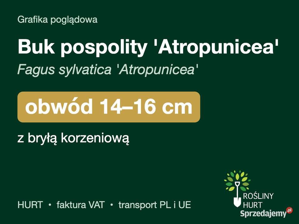 Buk pospolity Atropunicea obwód 1416 z bryłą