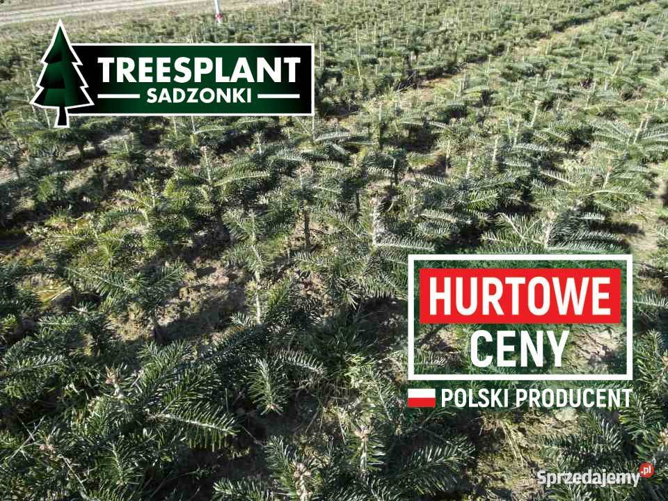 Jodła Kaukaska 225 2030 szkókowana świerk Rzeszów