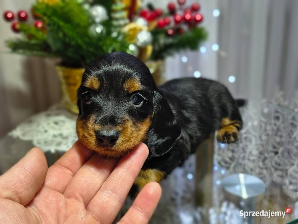 Jamniczek długowłosy łódzkie Żychlin sprzedam