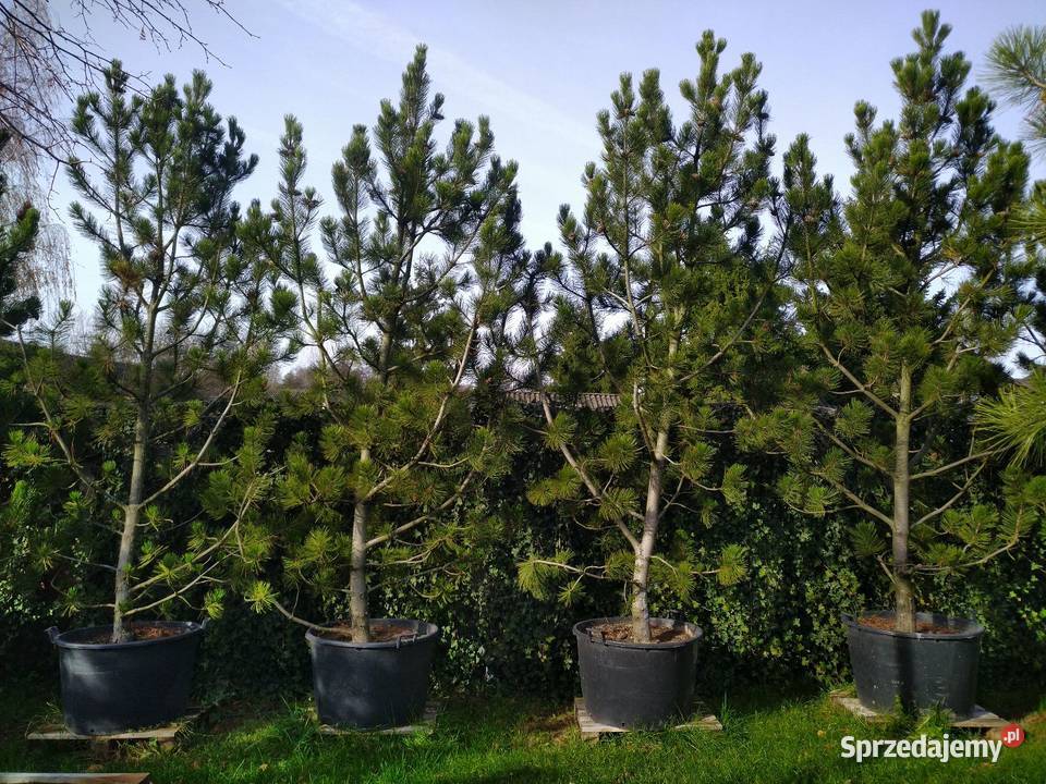 Sosna bośniacka 35 4m w donicy 160l Skierniewice