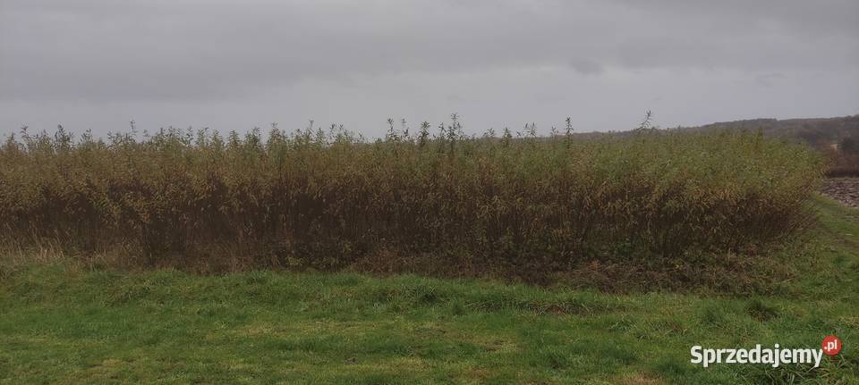 Wiklina Zielona Pozostałe Pilzno