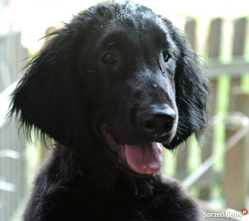 Flat coated retriever 4 miesięczny szczeniak ZKw Psy Radom