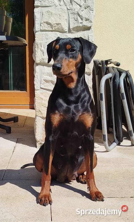 Pinczer Średni szczeniaczki Sandomierz