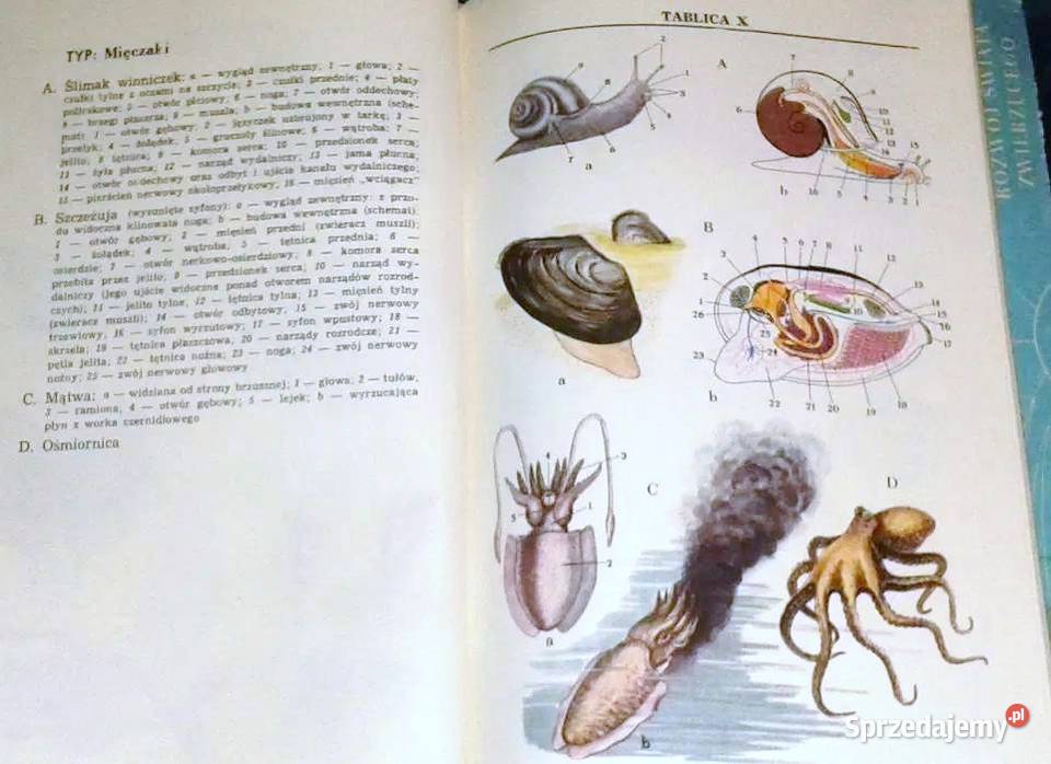 Zoologia J Dąbski Z Kozikowska J Wengris miękka