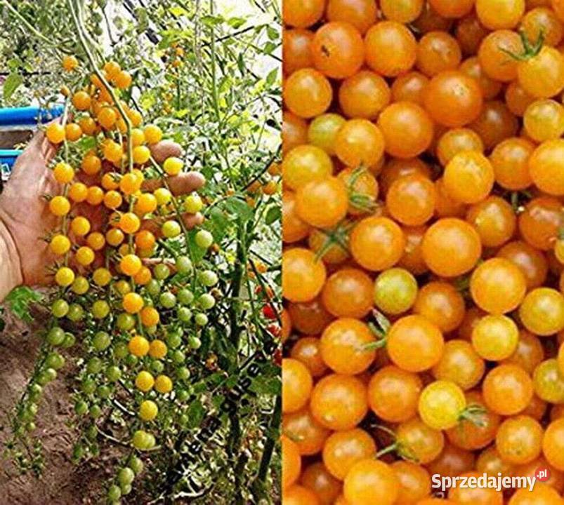 Currant Gold Russian pomidor nasiona pokarm małopolskie sprzedam