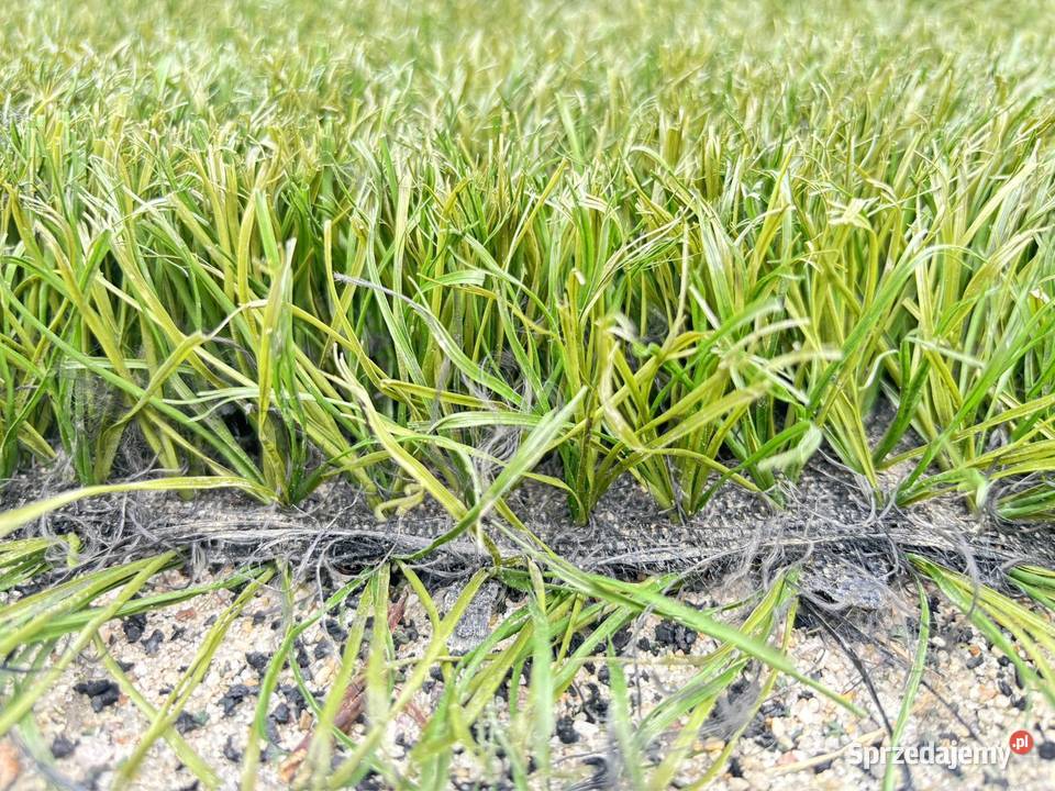 Sztuczna Trawa w RolkachProdukt Premium Warszawa