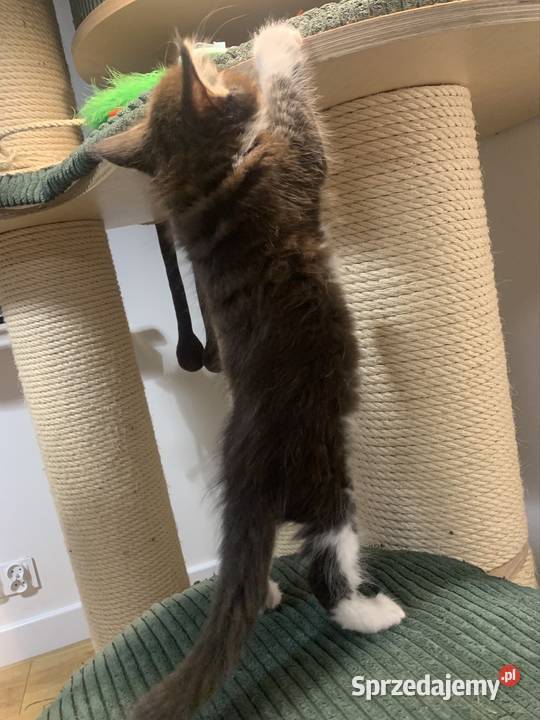 Maine Coon Kocur Czarno Biały Wybitne Warszawa