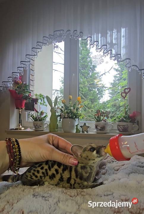 Żeneta lamparcią Genetta maculata Pozostałe Cisie-Zagrudzie