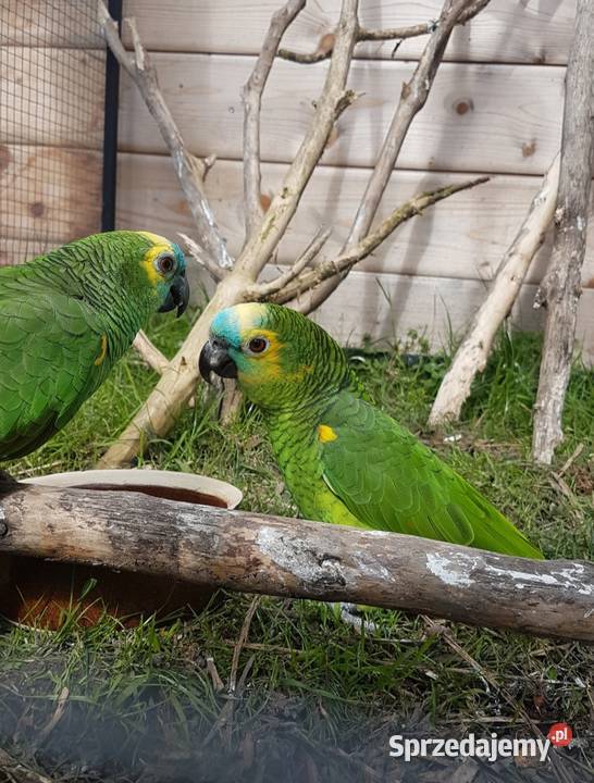 Amazonka niebieskoczelna Bystra