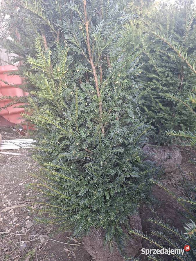 Gotowy Wysoki Żywopłot Cis Baccata mazowieckie Mszczonów