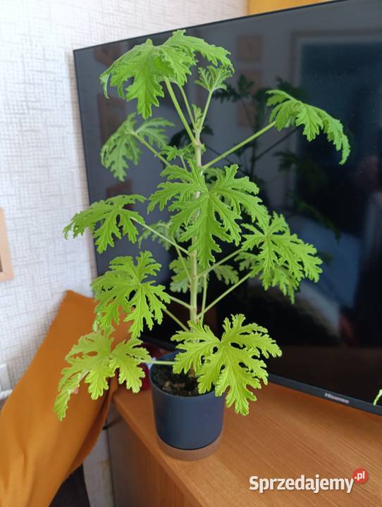 Geranium cytrynowiec anginowiec kwiatek Kraków