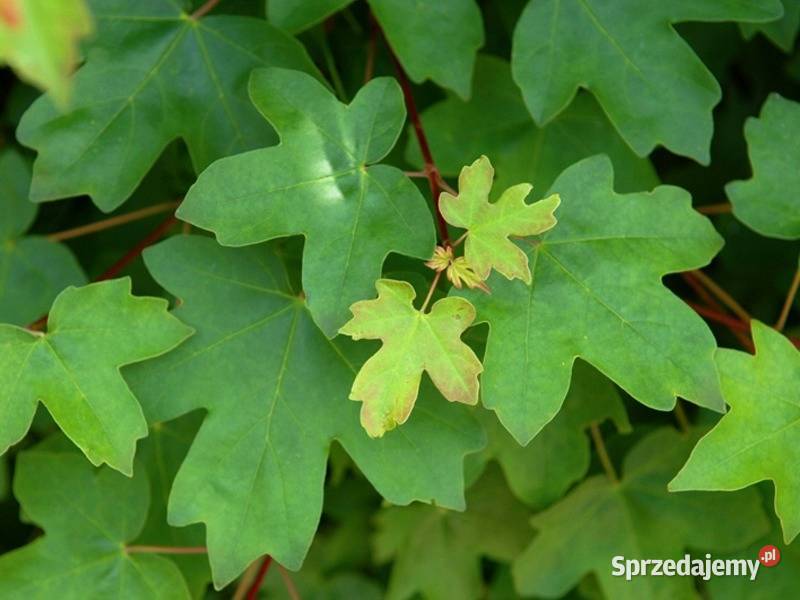 KLON POLNY Acer campestre NASIONA 130 sztuk 10g Lubanie