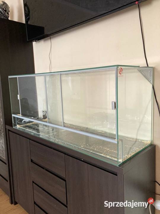 boa constrictor plus terrarium Świętochłowice