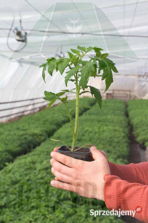 Pomidor San Marzano sadzonka rozsada Jelenia Góra