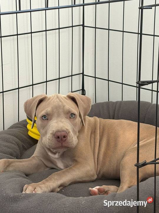 Geisha American pit bull Terrier Opole