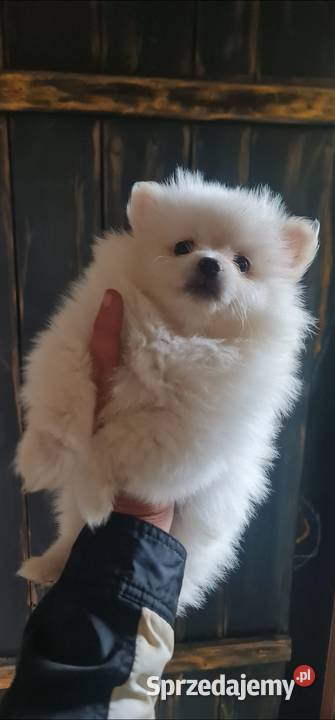 Pomeranian szpic miniaturowy szczeniaki suczki podkarpackie Frysztak