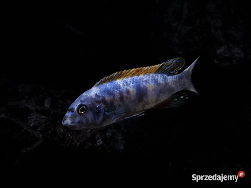 Pyszczaki Labeotropheus trewavasae border wild Olsztyn sprzedam