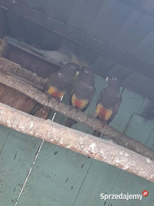 Konury patagońskie patagonki Skała