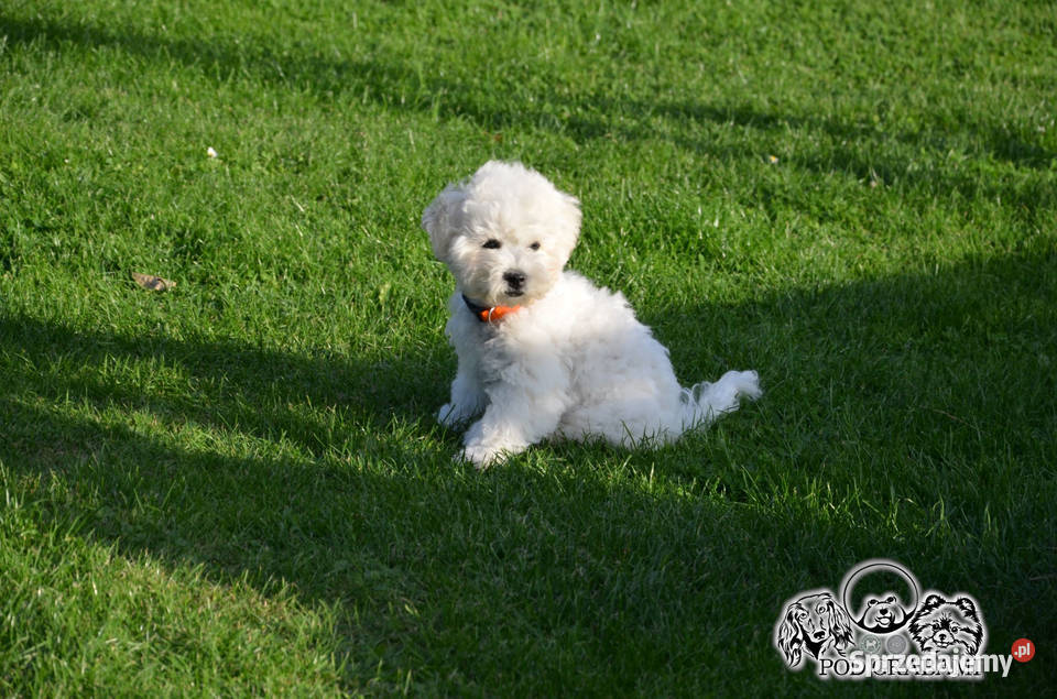 Bichon frise FCI ostatni piesek Pruszcz Gdański sprzedam